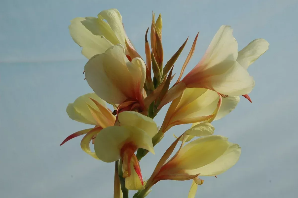 Canna Glauca Davia