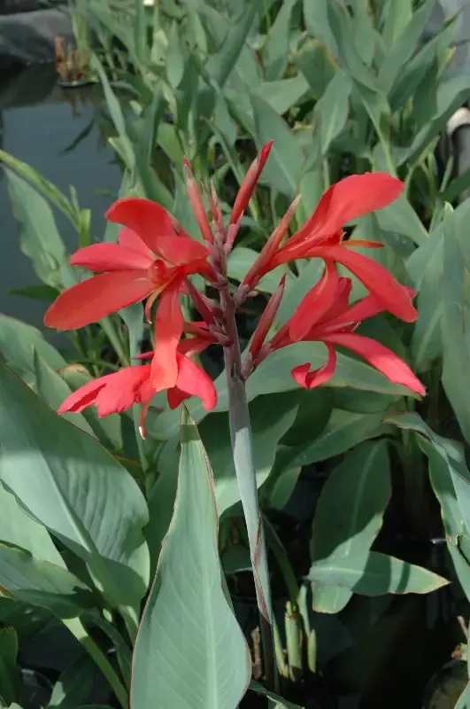 Canna Longwood "Endeavor"