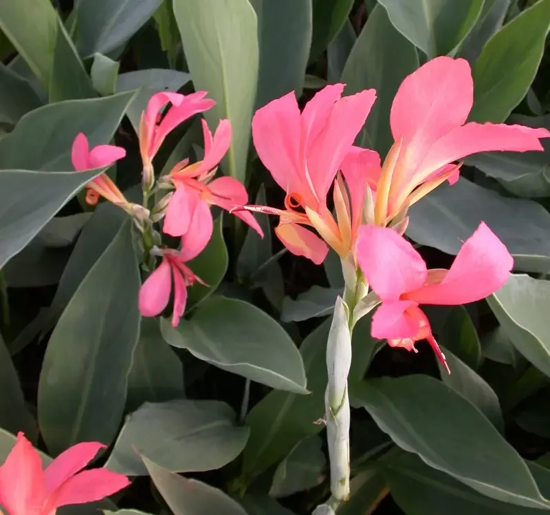 Canna Longwood "Erebus"