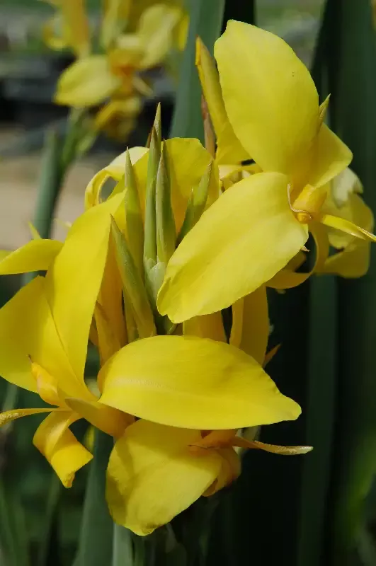Canna Longwood "Ra"