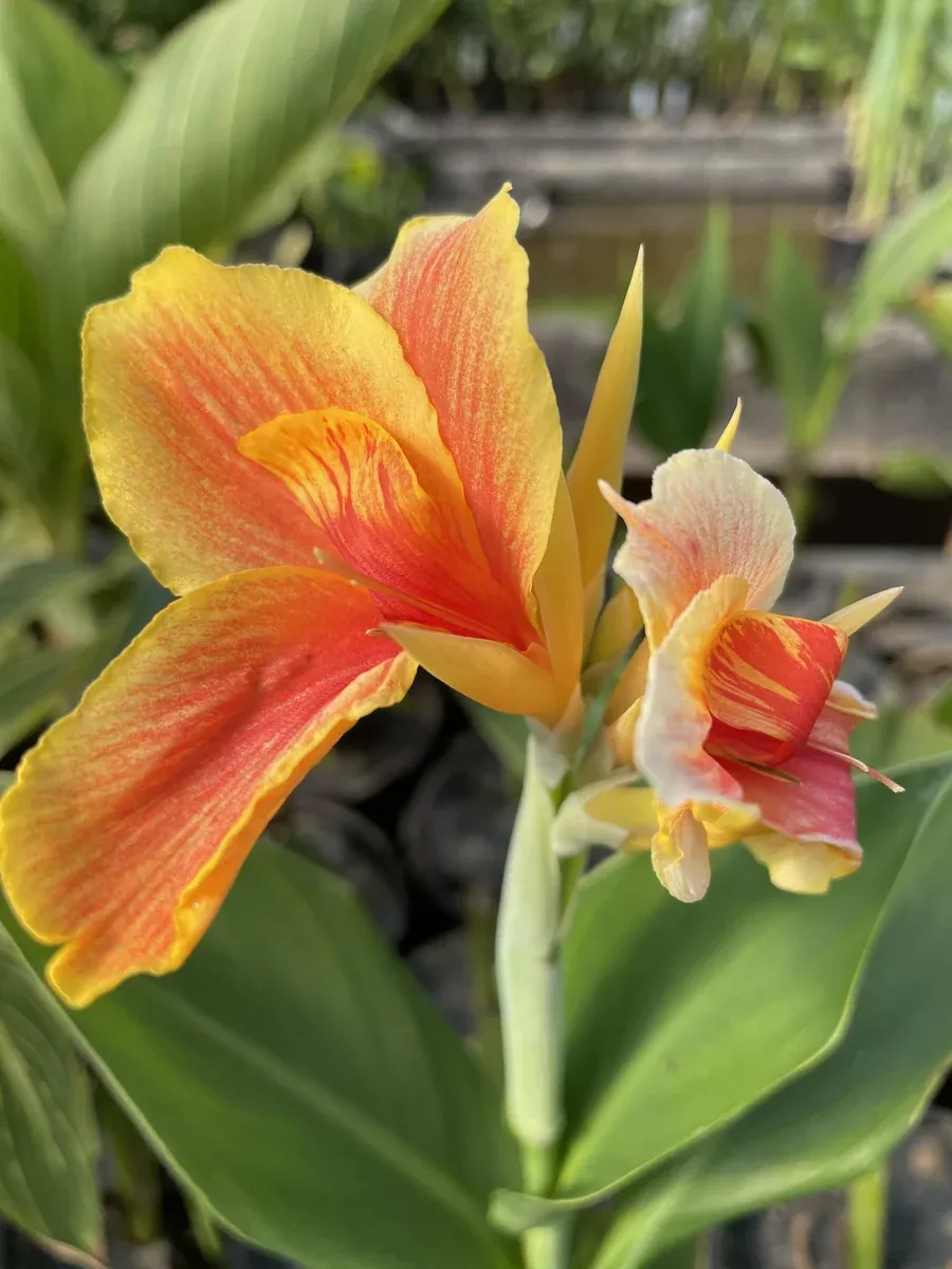 Canna "Napoleon"