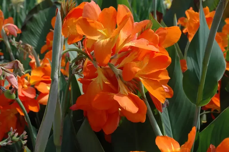 Canna "Orange Punch"