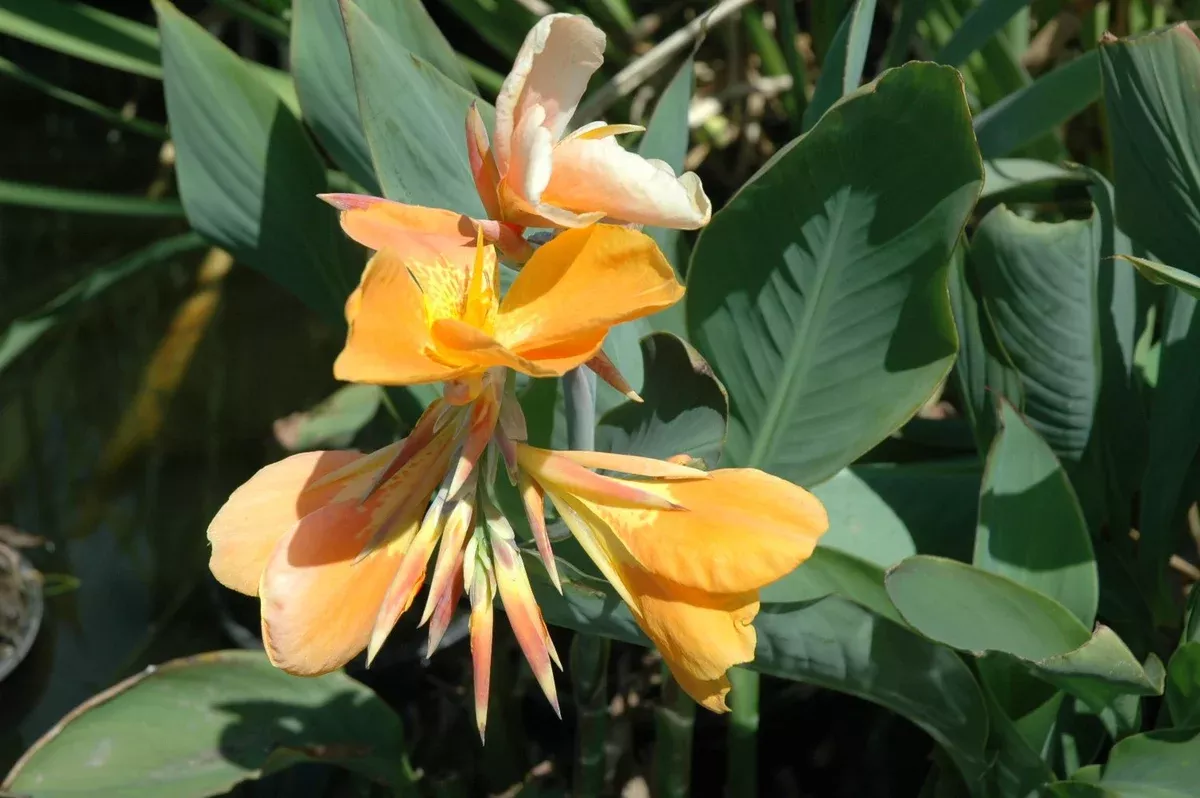 Canna "Orange Sherbert"
