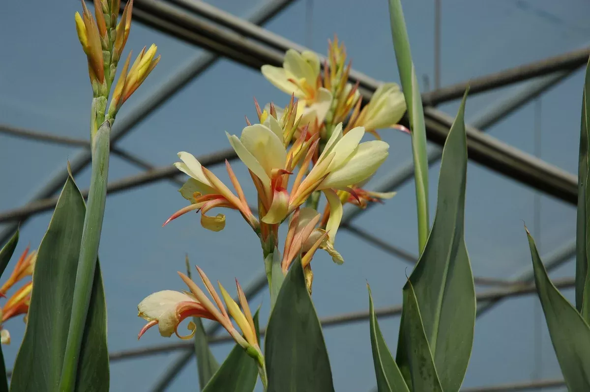 Canna Panache