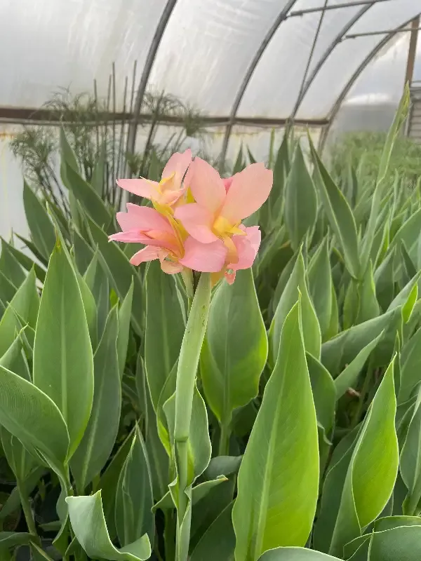 Canna "Peach Delight"