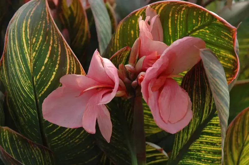 Canna "Pink Sunburst"
