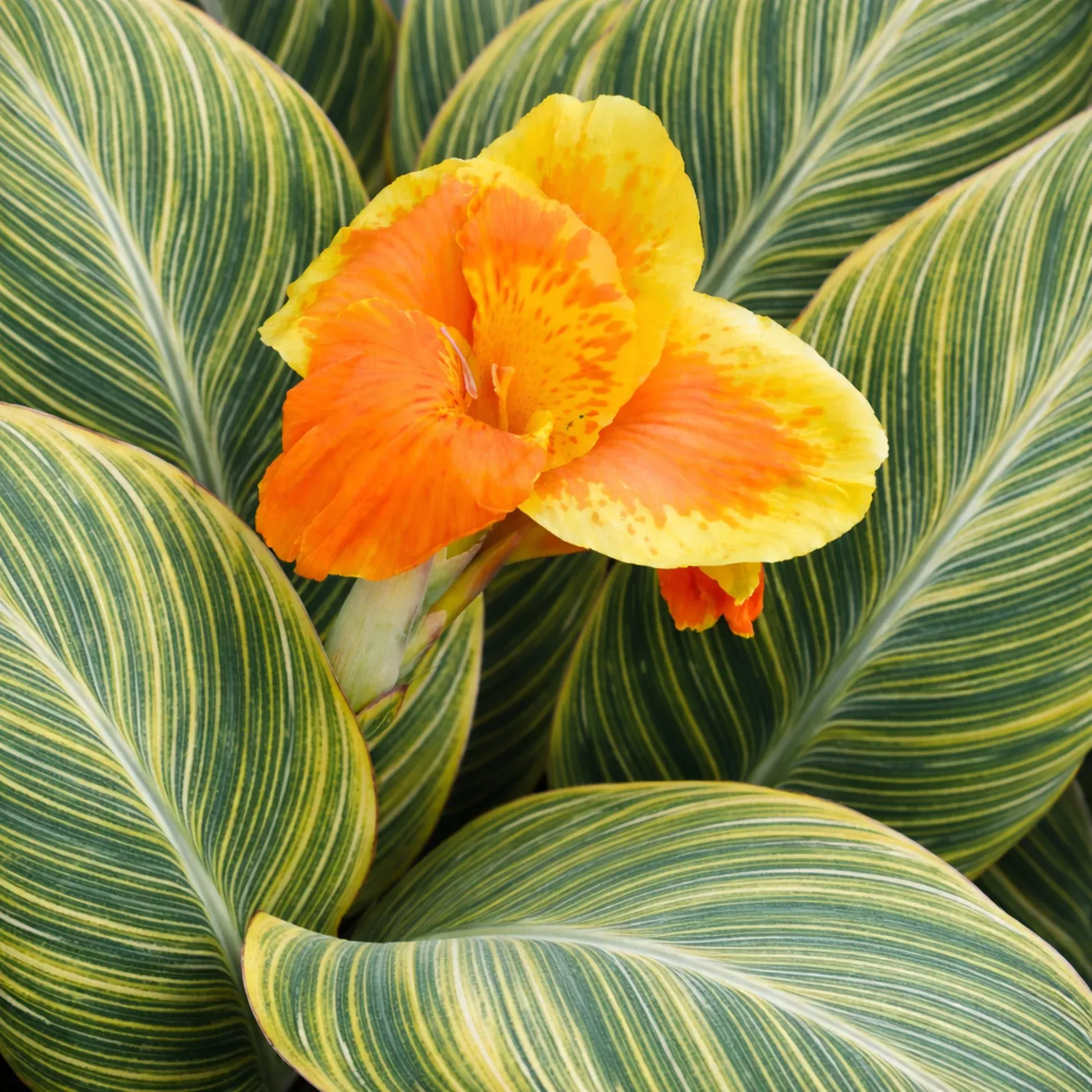 Canna - Pretoria Bengal Tiger