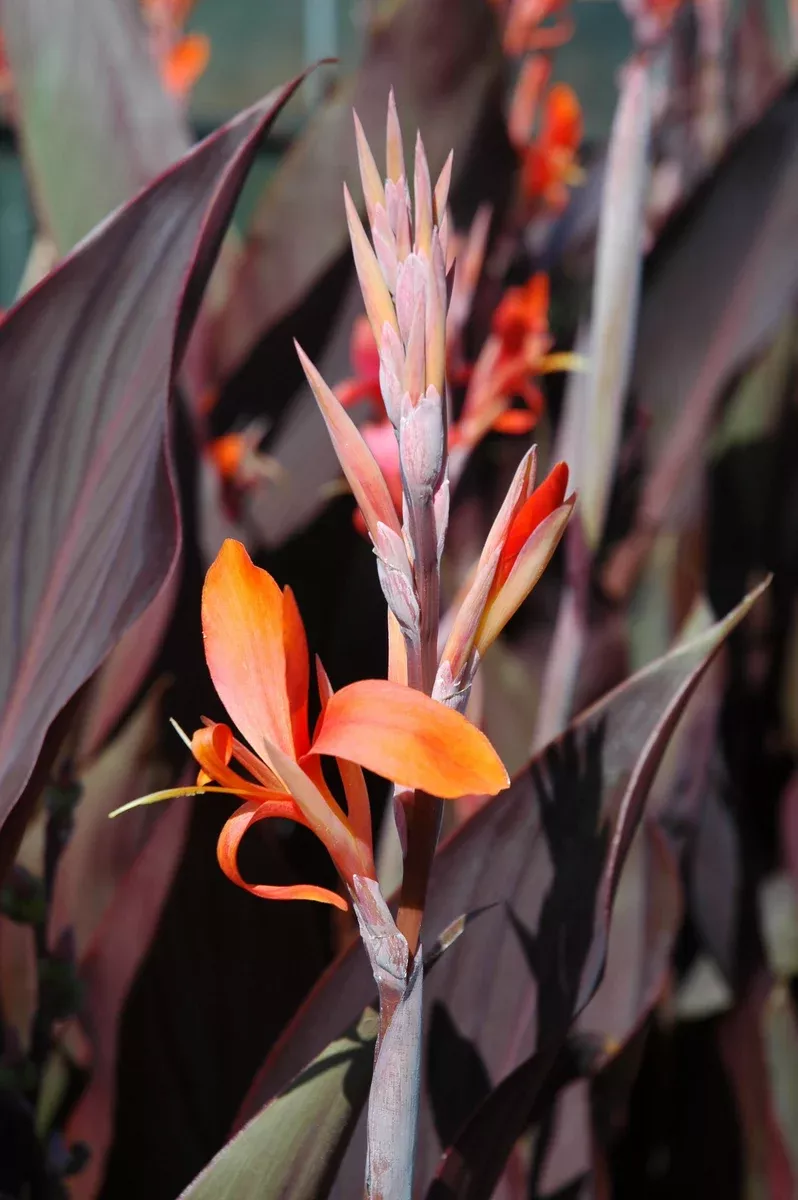 Canna "Tony"