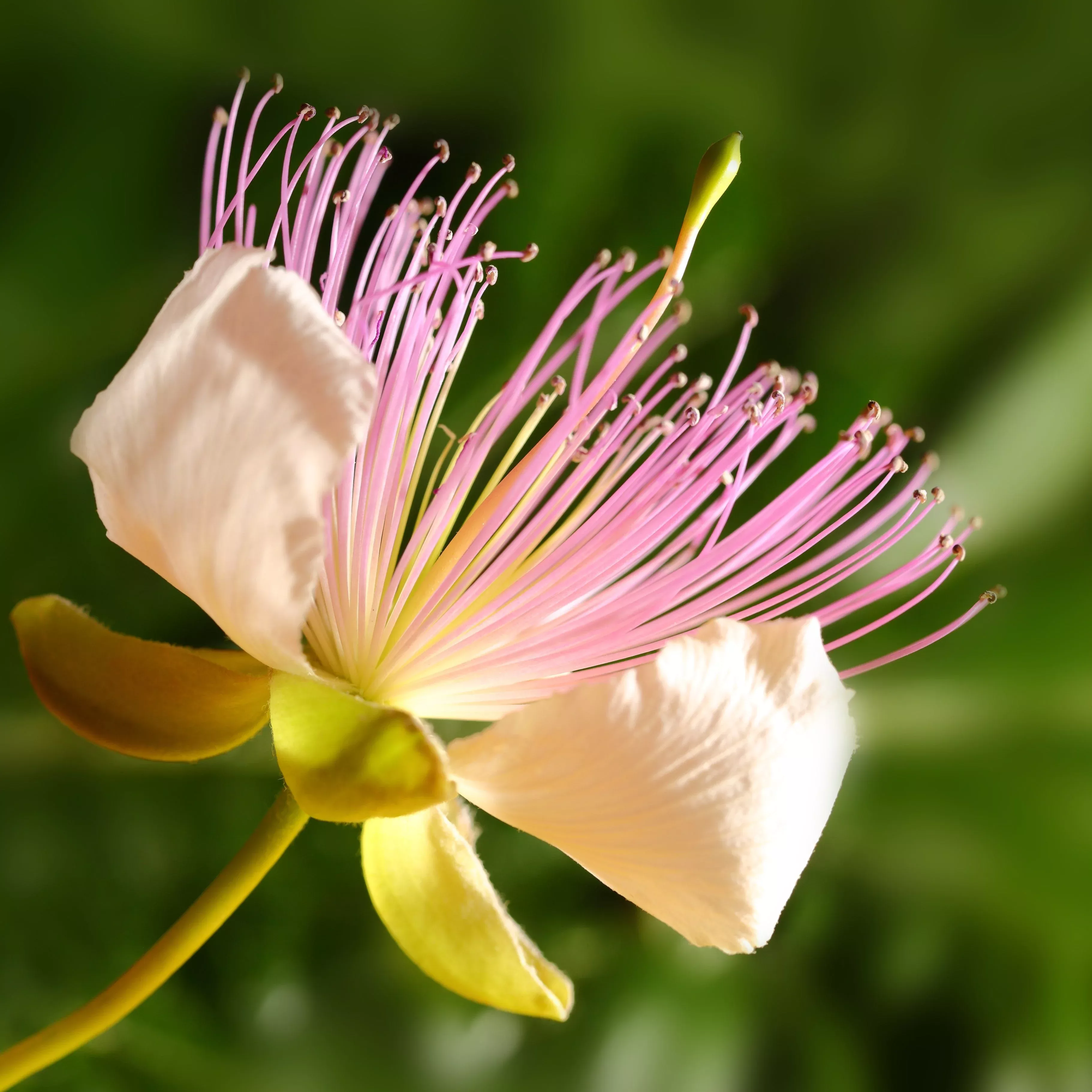 Caper Bush Culinary Potted Plant