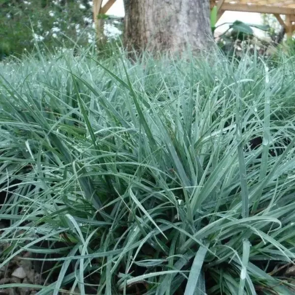 Carex 'Blue Zinger'