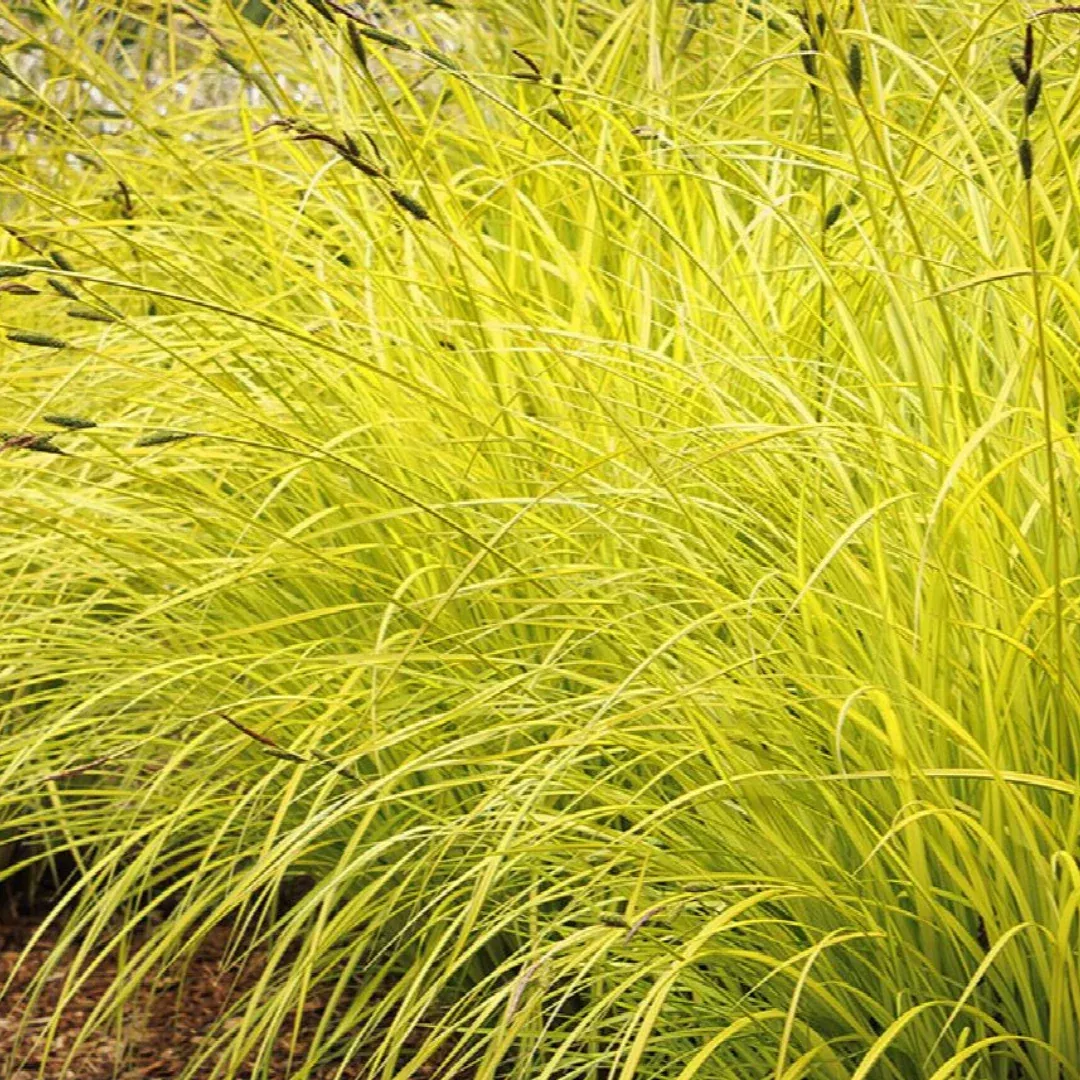 Carex 'Bowles Golden'