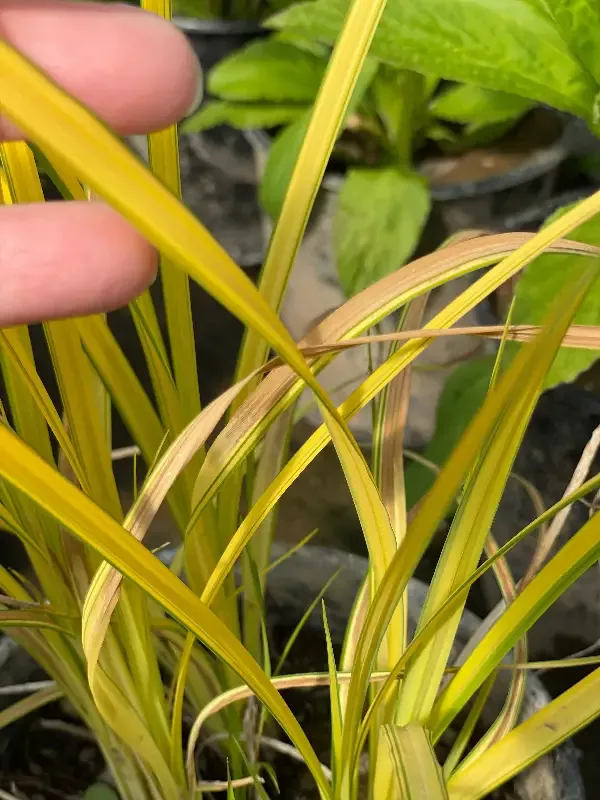 Carex elata " Bowles Golden" (Sedge)