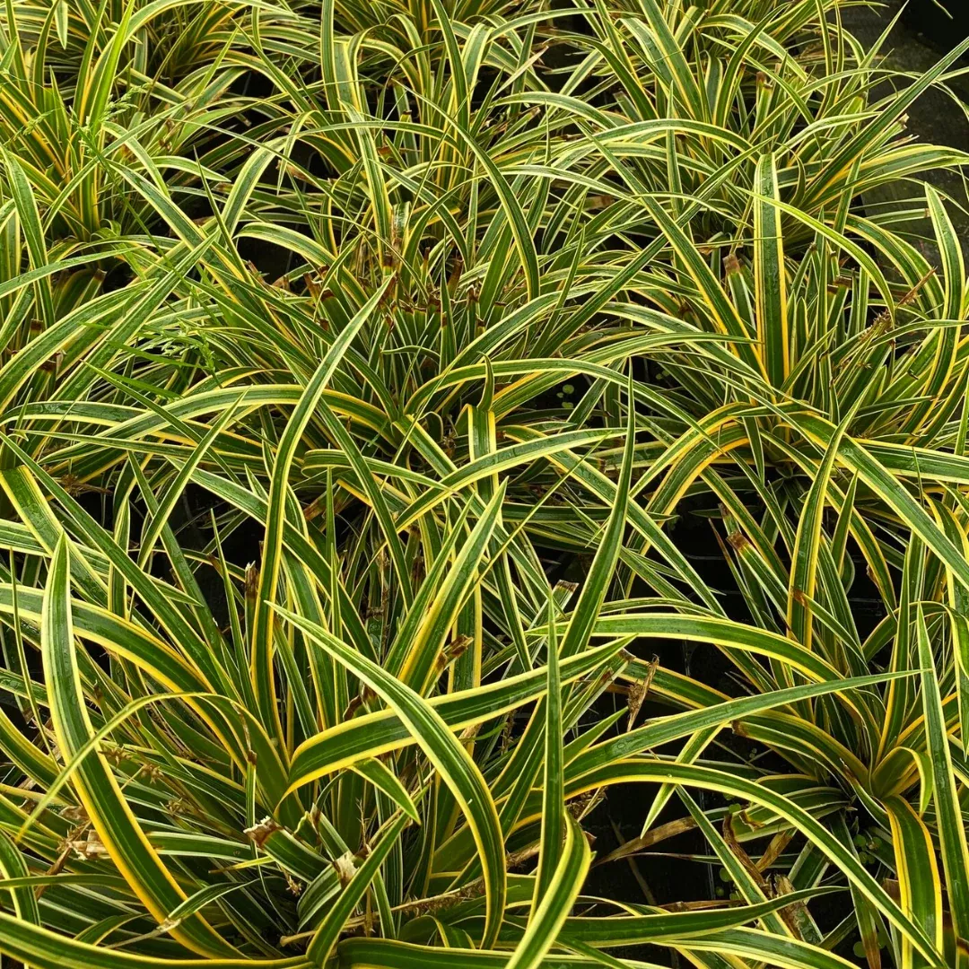 Carex 'Everglow'