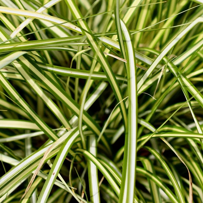 Carex 'Evergold'
