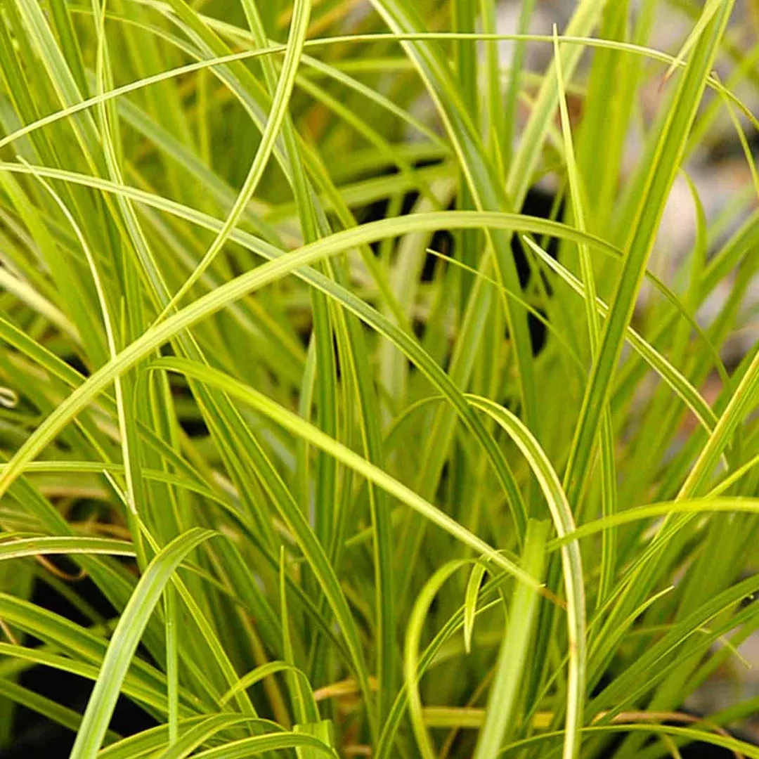 Carex 'Gold Fountains'