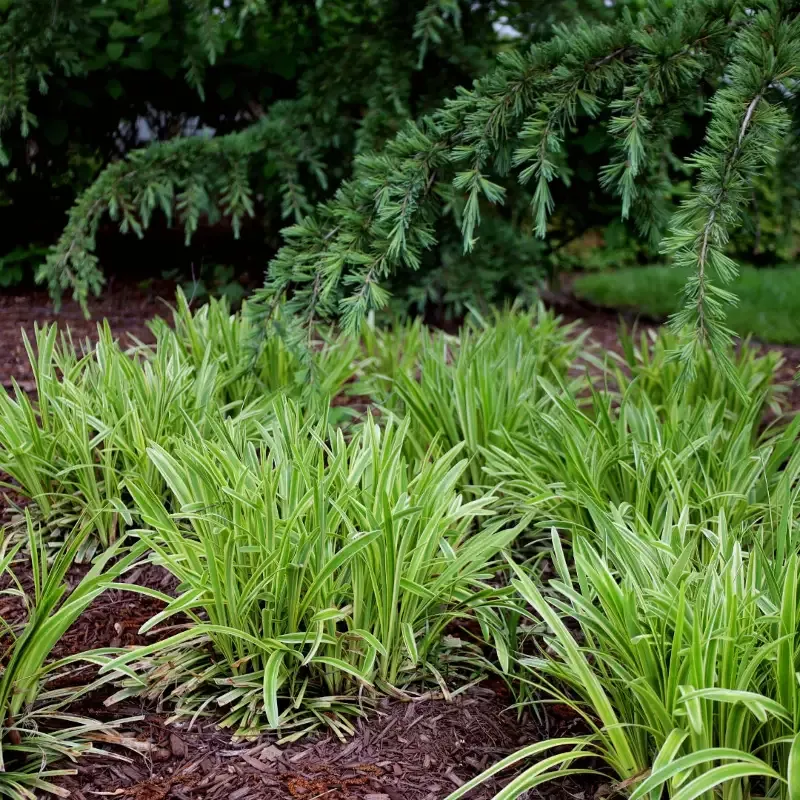Carex 'Ice Dance'