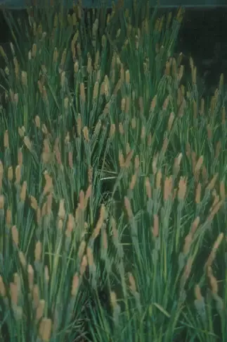 Carex Nigra "Black Flowering Sedge"