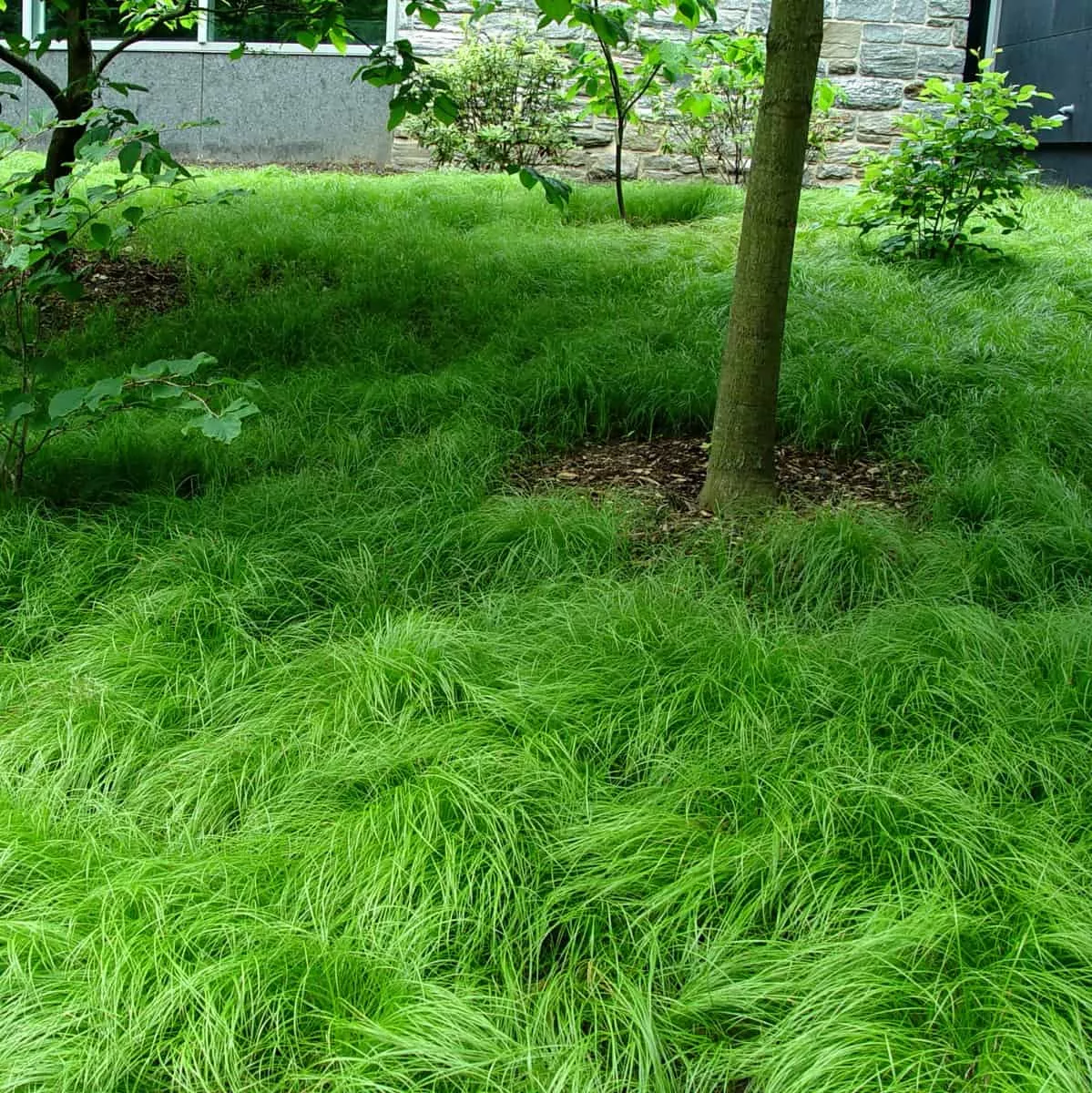 Carex Pensylvanica Plant