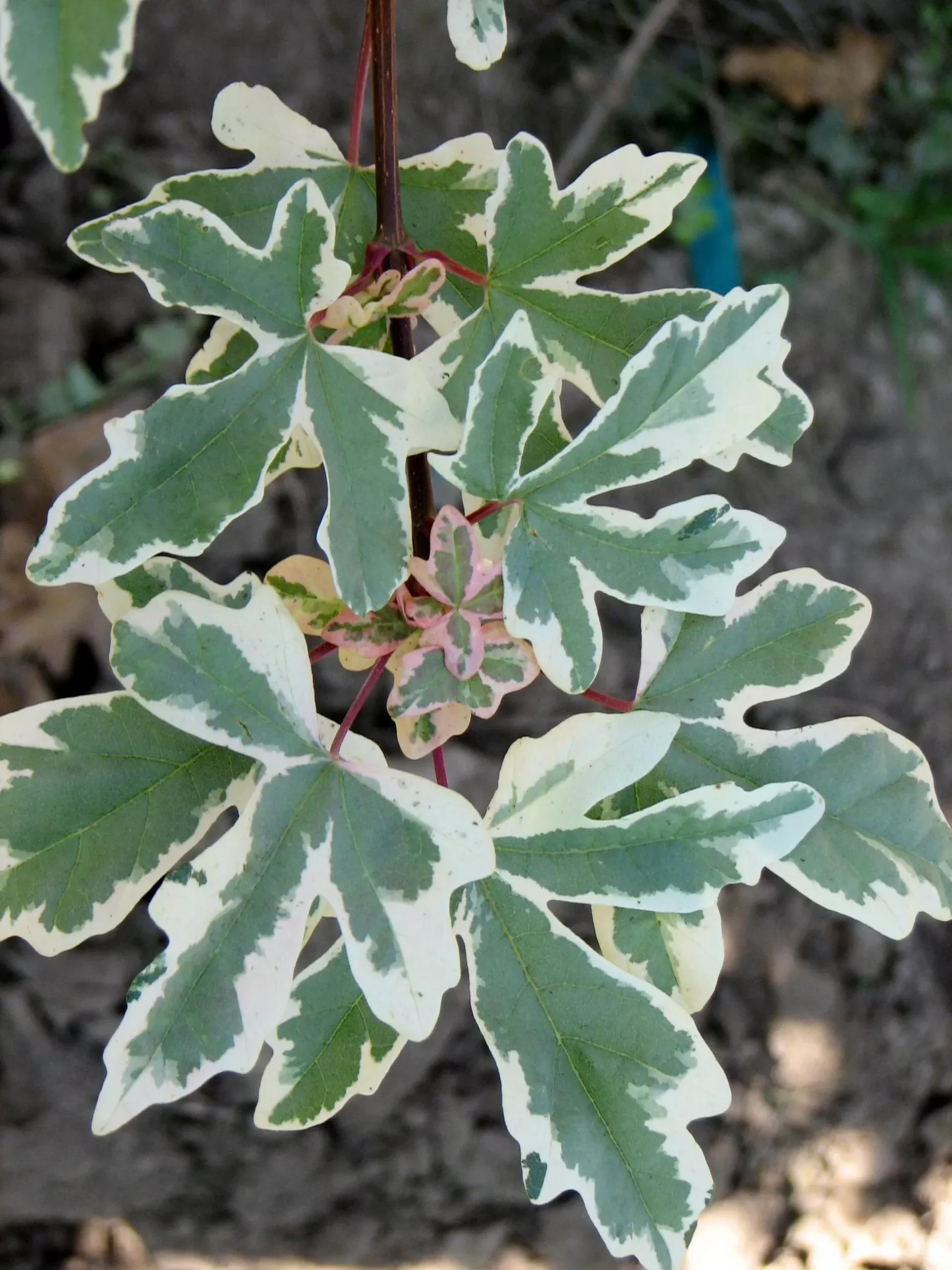 Carnival Hedge Maple
