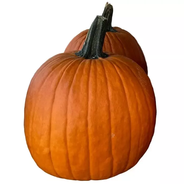 Carving Pumpkin – Large/X-Large