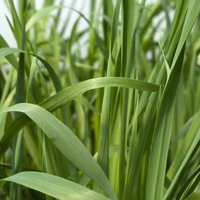 Cat Grass
