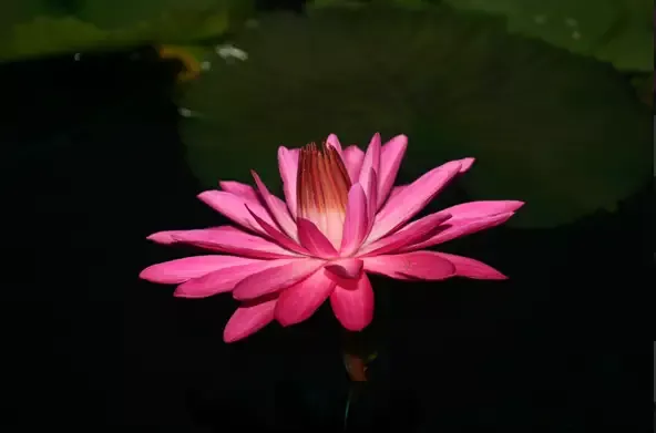 Catherine Marie -NightTropical Lily