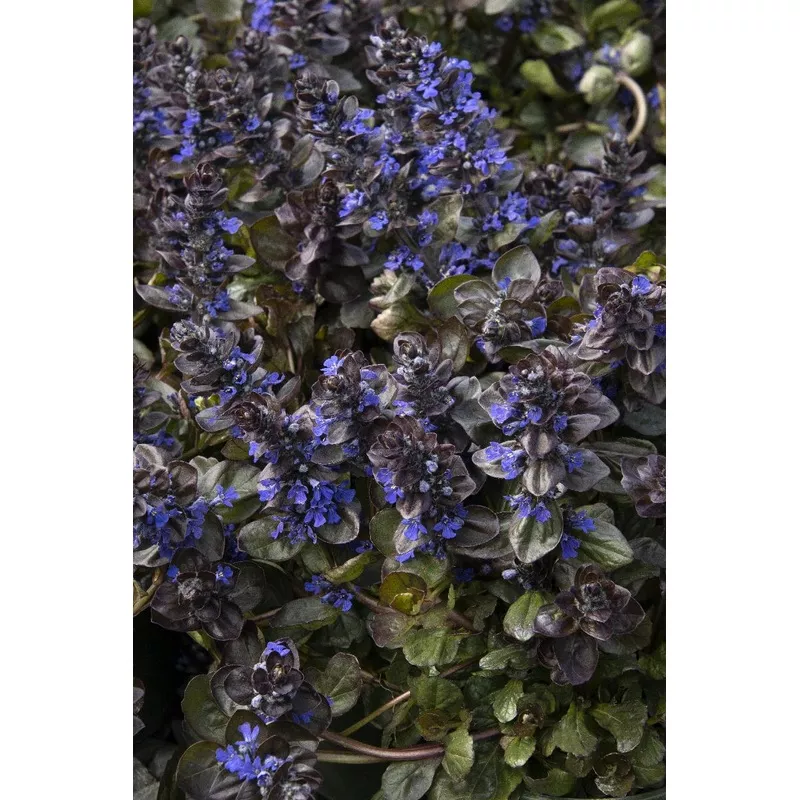 Catlin's Giant Ajuga