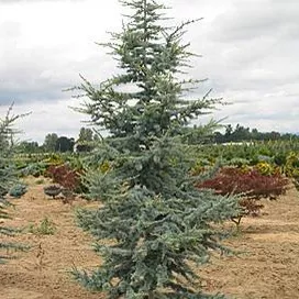 Cedrus a glauca #6