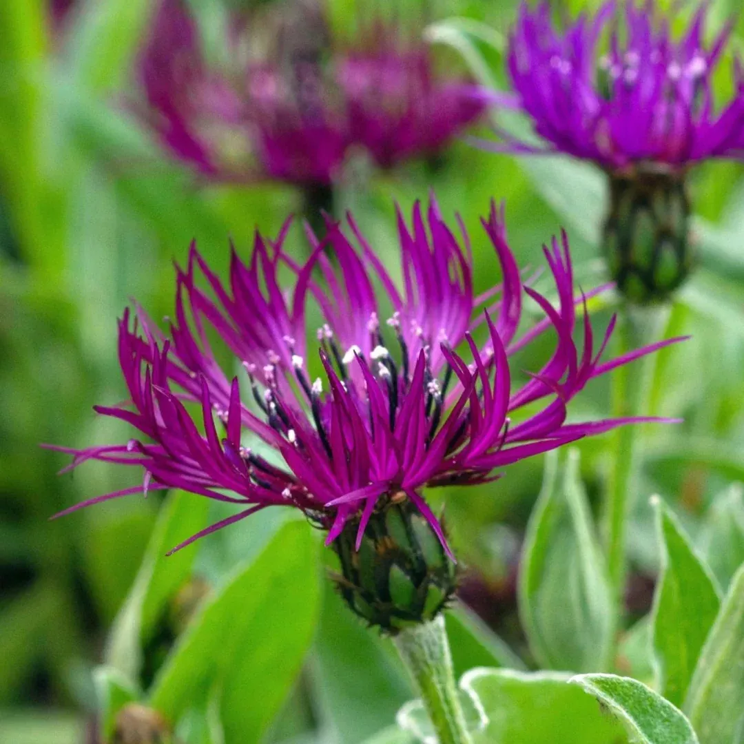 Centaurea 'Amethyst Dream'