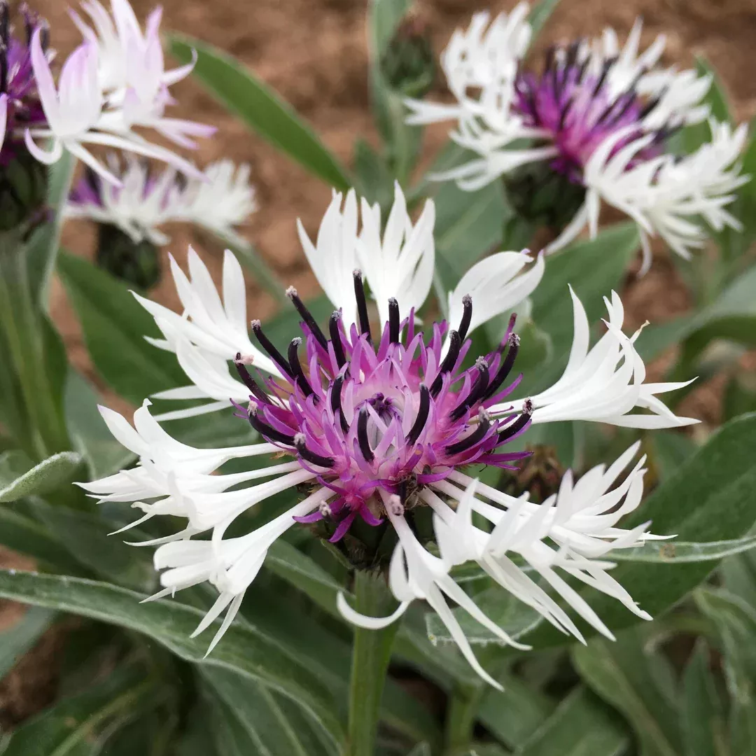 Centaurea 'Amethyst in Snow'