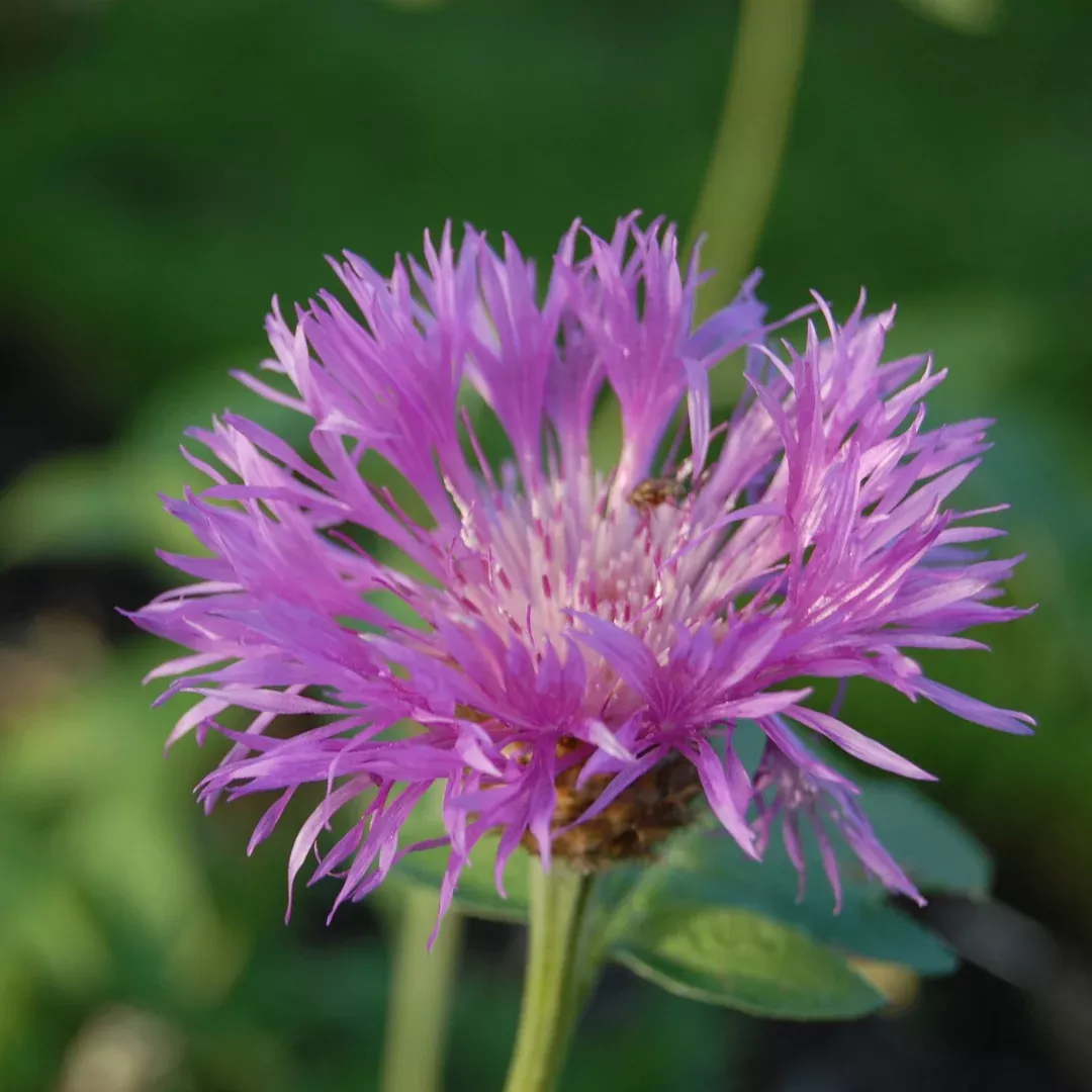 Centaurea dealbata