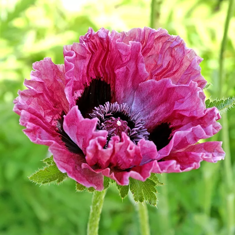 ‘Central Park’ Oriental Poppy (Papaver)