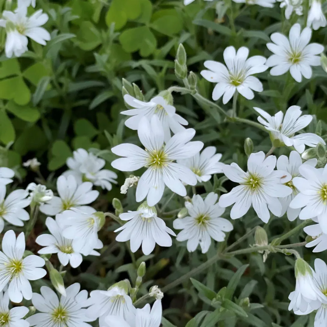 Cerastium 'Silver Carpet'