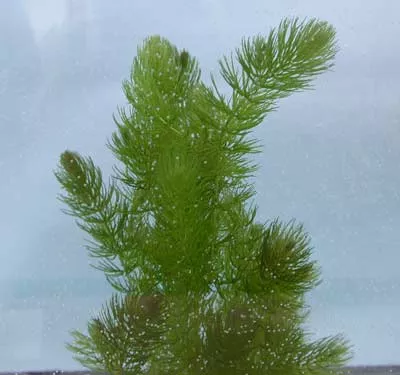 Ceratophyllum demersum "Hornwort"