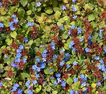 Ceratostigma plumbaginoides #1