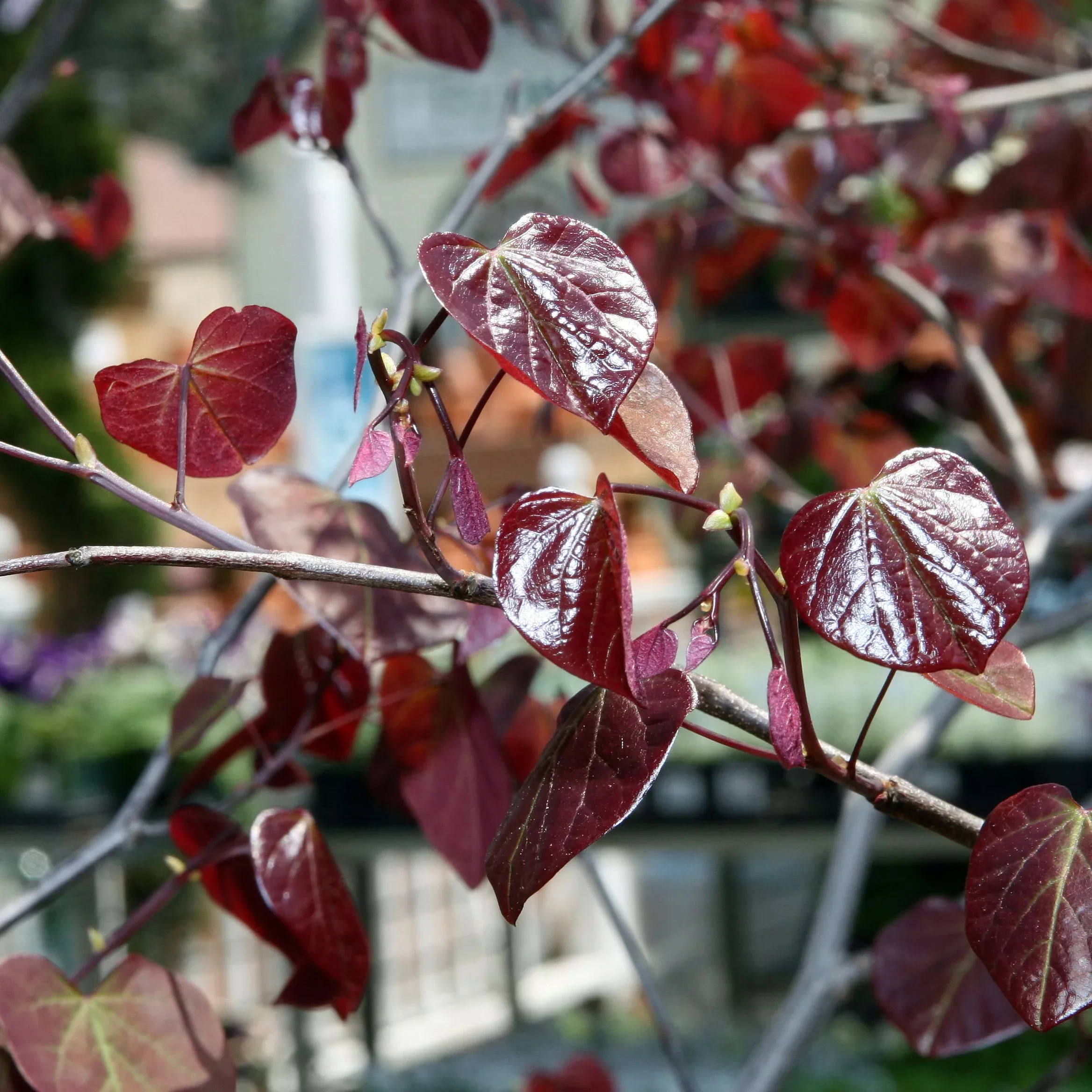 Cercis can Forest Pansy BF8'