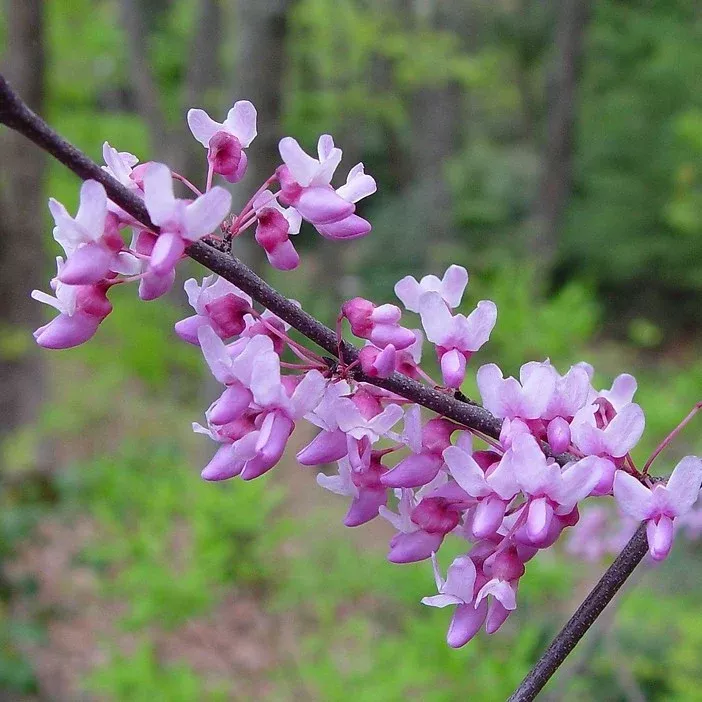 Cercis canadensis BF 5'