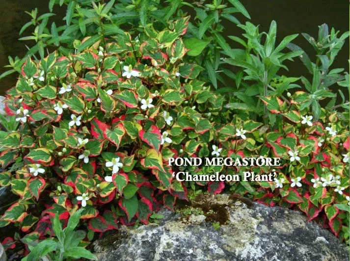 Chameleon Plants (Houttuynia Cordata Variegata) Available Now