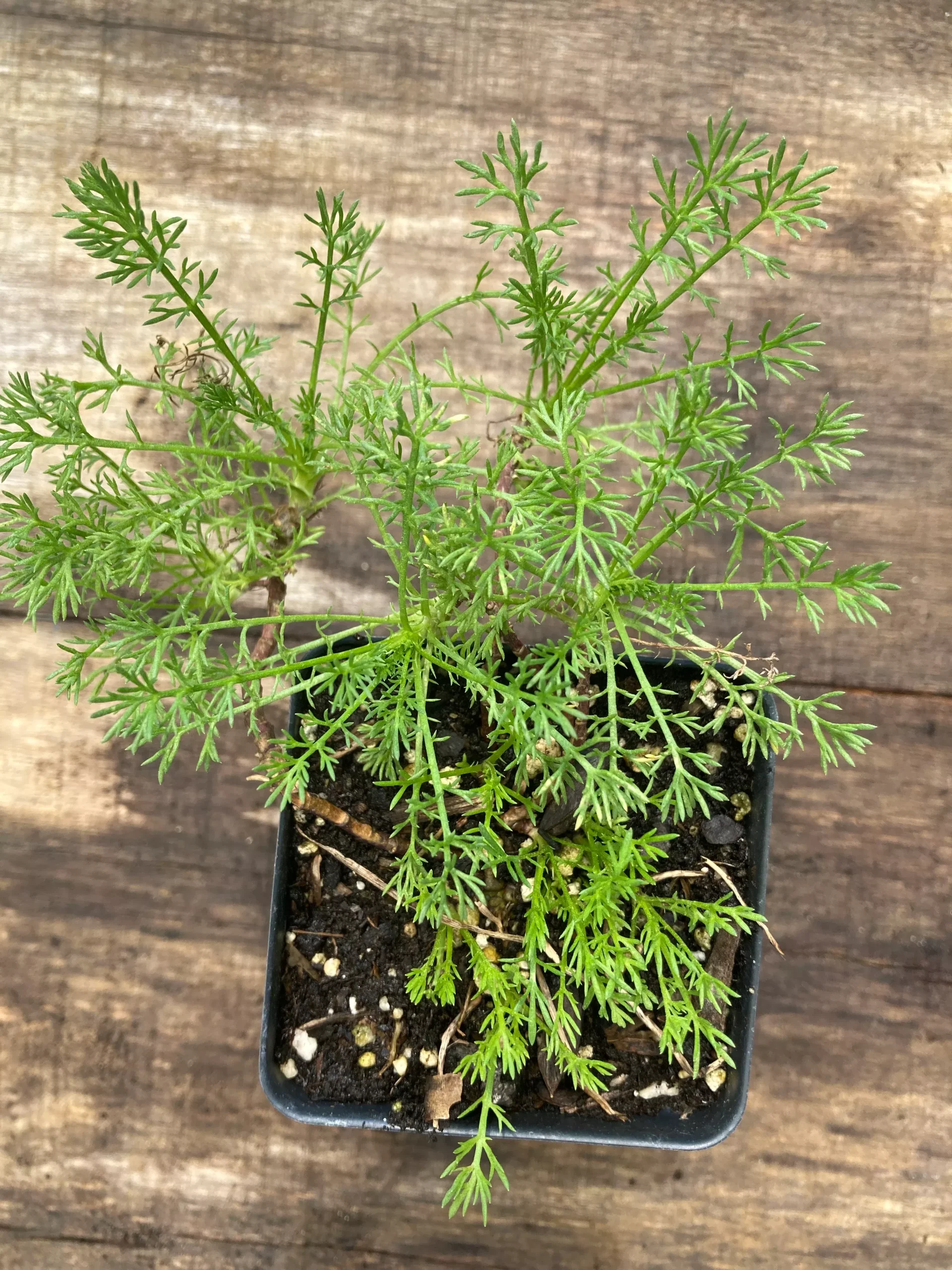 Chamomile 'Roman'