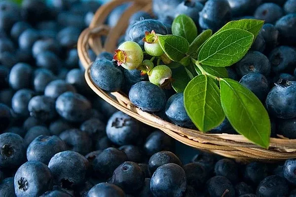 'Chandler' Highbush Blueberry