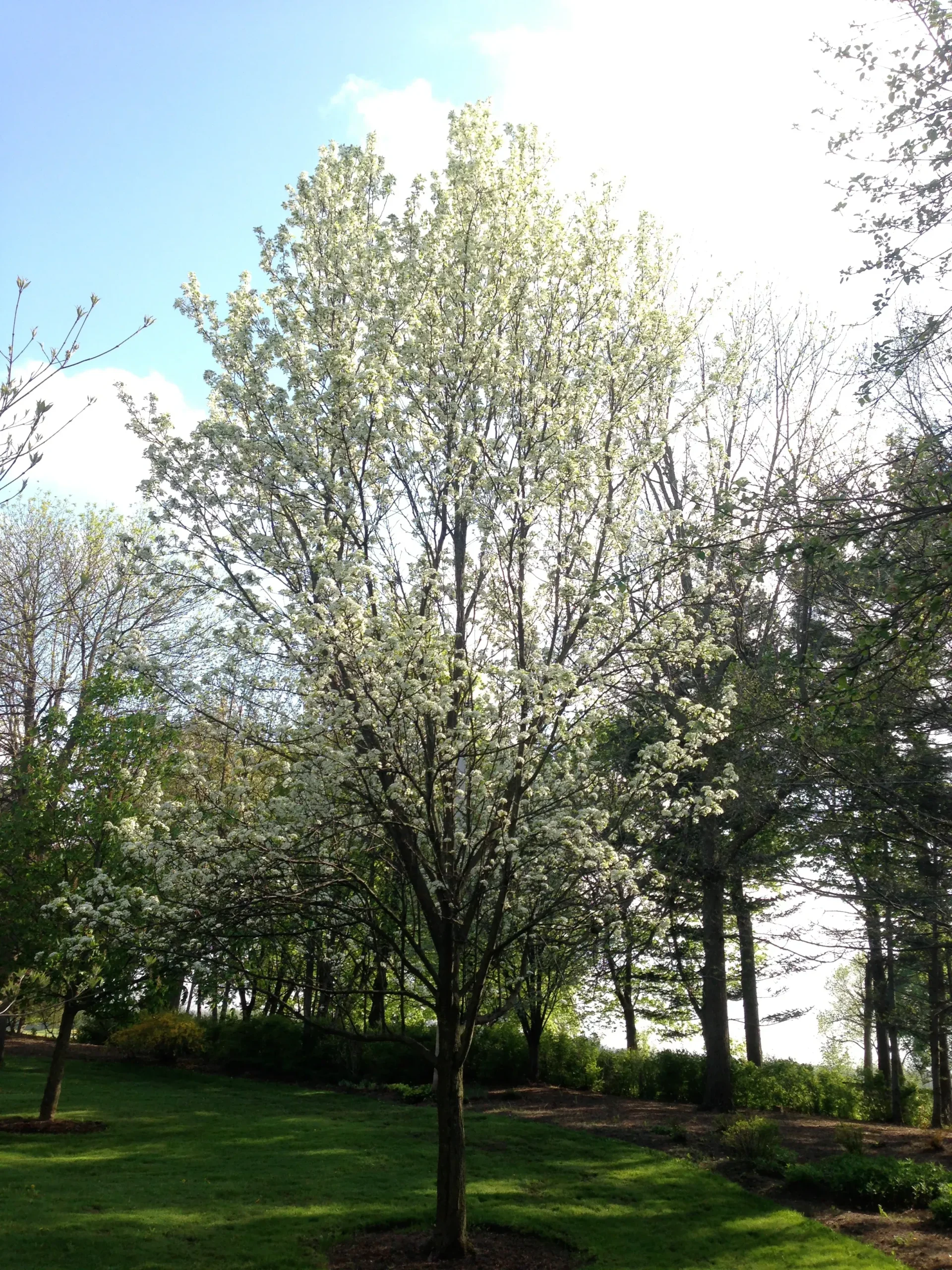 Chanticleer Ornamental Pear
