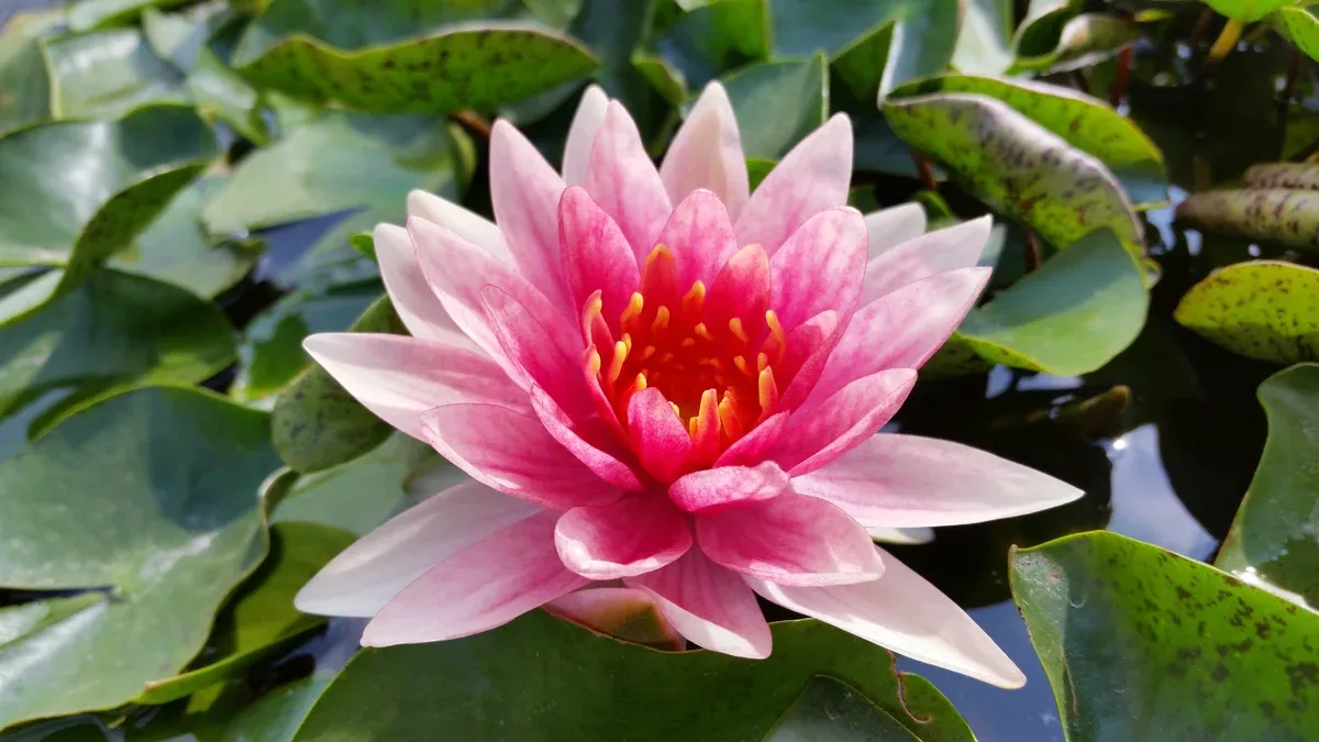 Charlies Choice - Changeable Hardy Lily