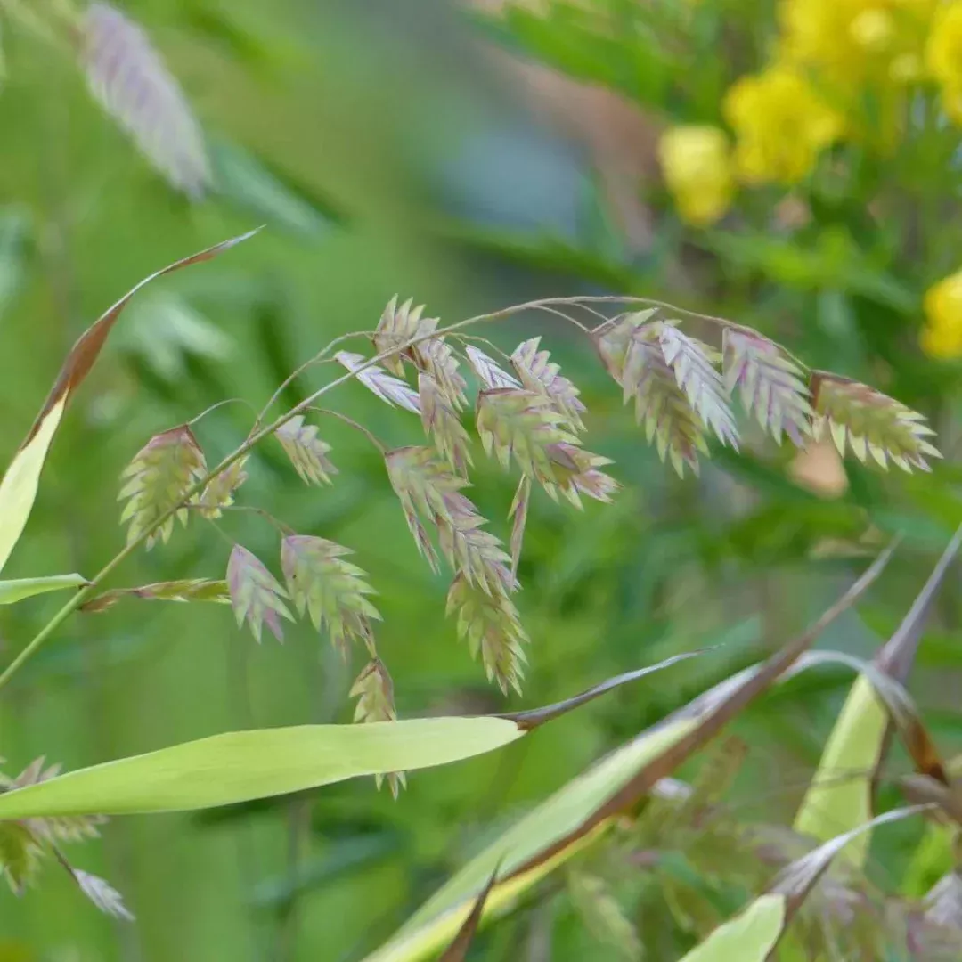 Chasmanthium 'Uniola'