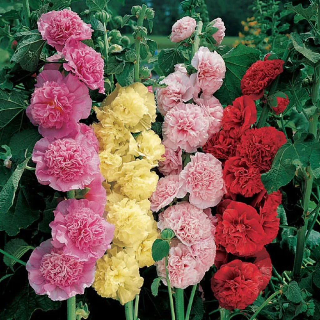 'Chaters Double Mix' Hollyhock