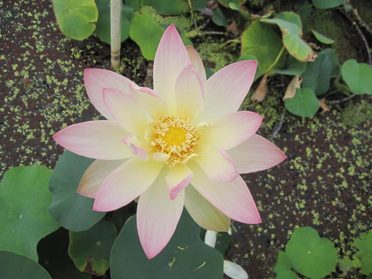 Chawan Basu- Lotus