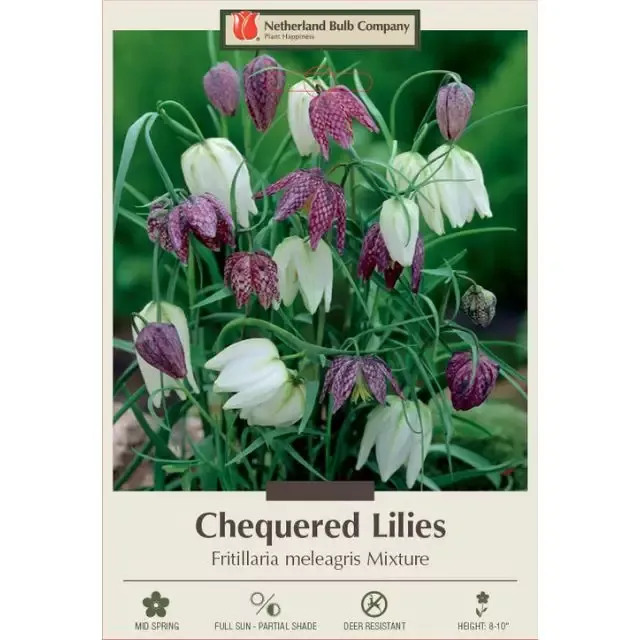 Checkered Lily (Fritillaria) Bulbs –‘Mixture’, Pack of 12