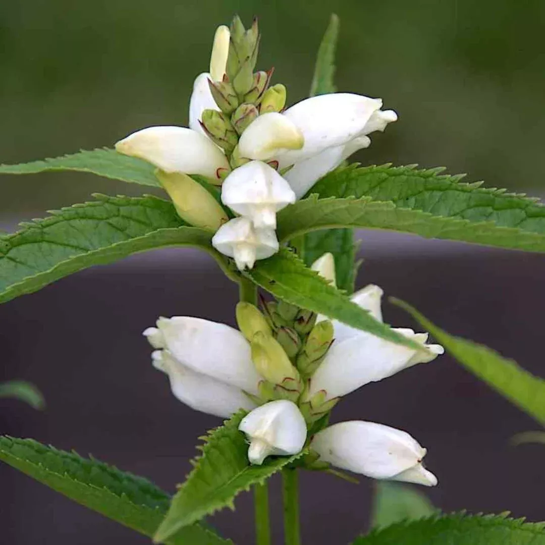 Chelone 'Alba'