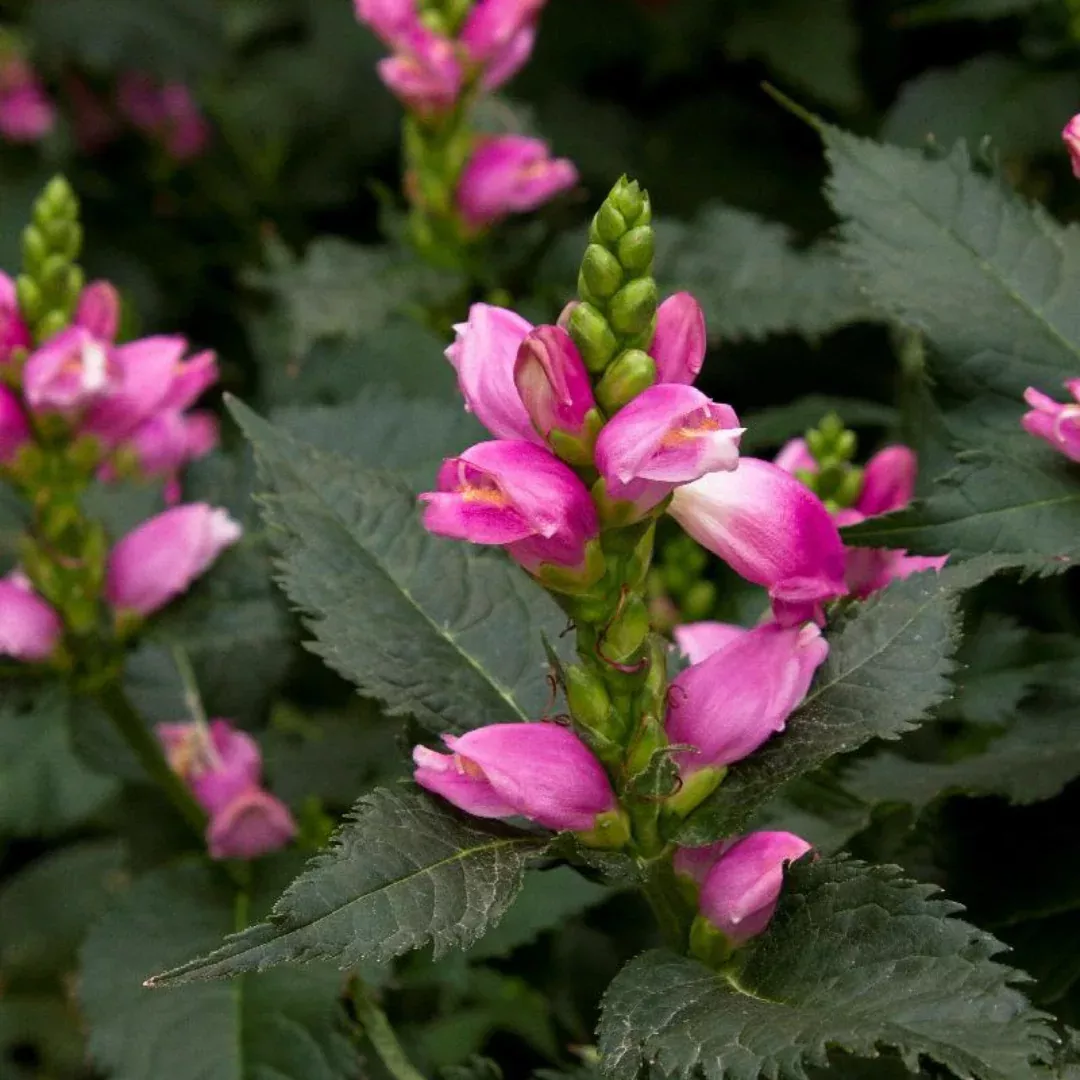 Chelone 'Hot Lips'