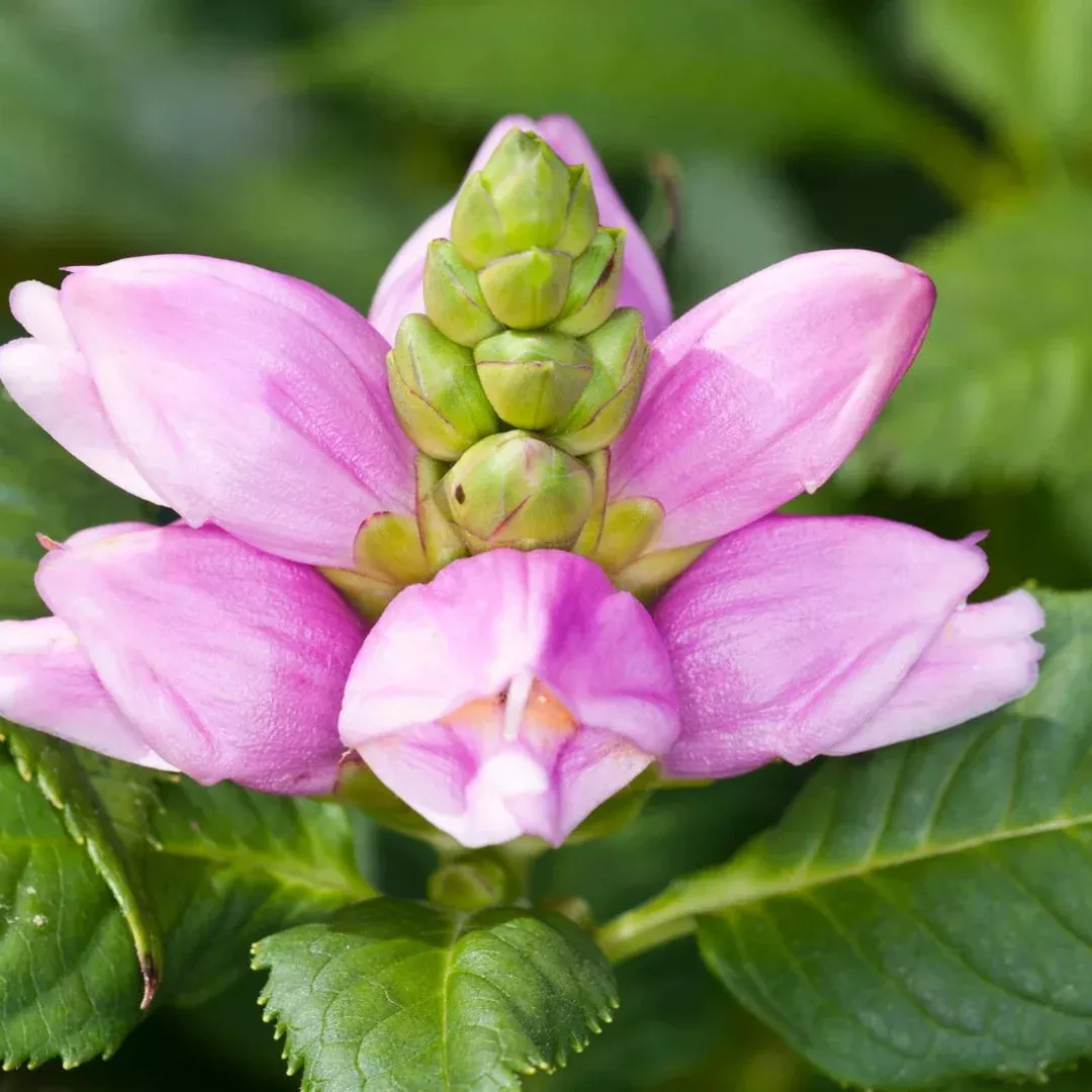 Chelone obliqua