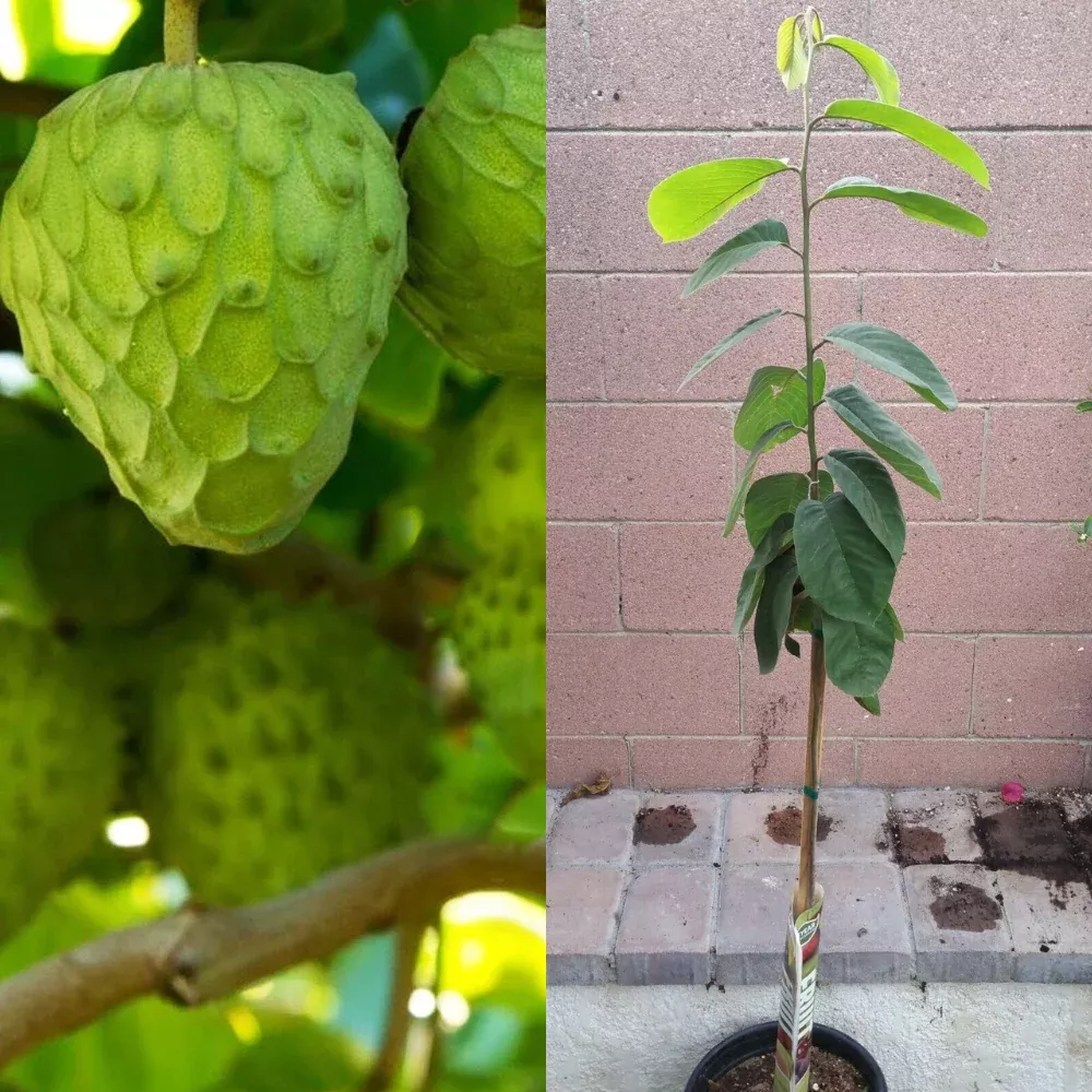 Cherimoya Honeyhart Tropical Fruit Tree